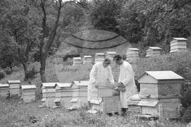 Ден на пчеларя