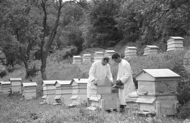 Ден на пчеларя