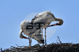Село Малко Йонково - щъркели