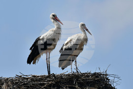 Село Малко Йонково - щъркели