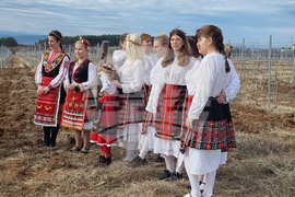 Село Арбанаси - млади лозя - зарязване