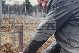 Село Арбанаси - млади лозя - зарязване