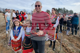 Село Арбанаси - млади лозя - зарязване