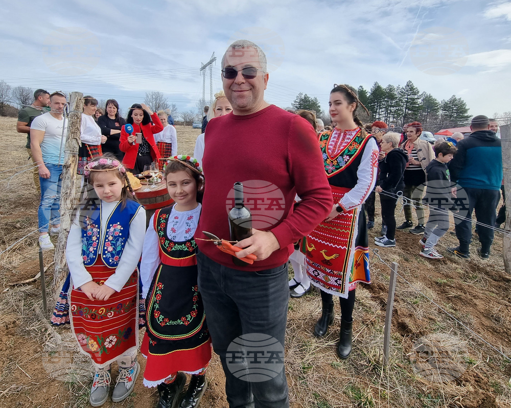 Село Арбанаси - млади лозя - зарязване