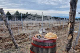 Село Арбанаси - млади лозя - зарязване