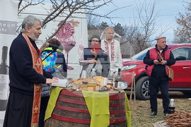 Село Арбанаси - млади лозя - зарязване