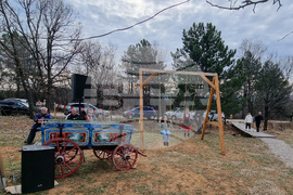 Село Арбанаси - млади лозя - зарязване