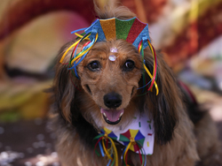 Brazil Carnival Dogs