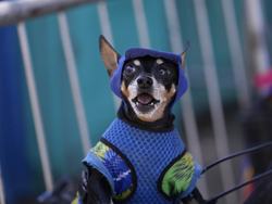 Brazil Carnival Dogs