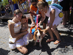 Brazil Carnival Dogs