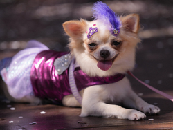 Brazil Carnival Dogs
