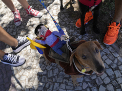 Brazil Carnival Dogs