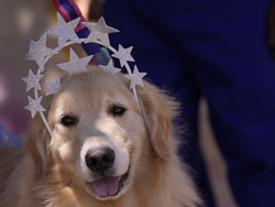 Brazil Carnival Dogs