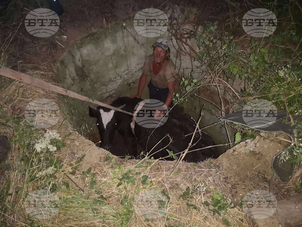 Екип на пожарната служба в Сливен извади крава, паднала в шахта