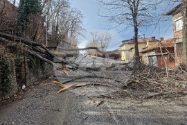Хасково - паднало дърво - силен вятър