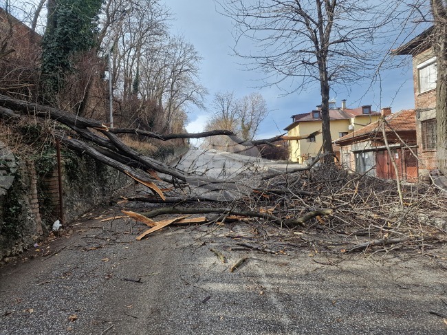 Хасково - паднало дърво - силен вятър