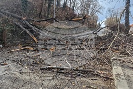 Хасково - паднало дърво - силен вятър