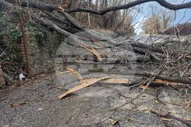 Хасково - паднало дърво - силен вятър