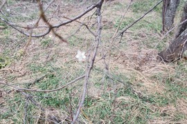 Търговище - цъфнало дърво