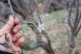 Търговище - цъфнало дърво