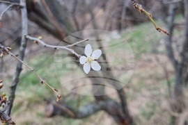 Търговище - цъфнало дърво