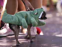 Brazil Carnival Photo Gallery