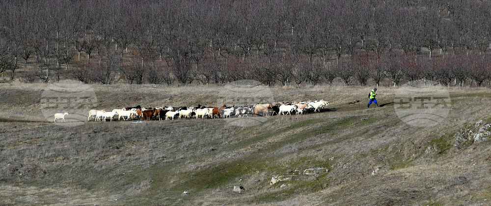Село Китанчево - всекидневие - домашни животни - паша