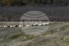 Село Китанчево - всекидневие - домашни животни - паша