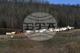 Село Китанчево - всекидневие - домашни животни - паша