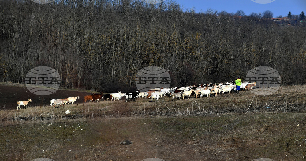 Село Китанчево - всекидневие - домашни животни - паша