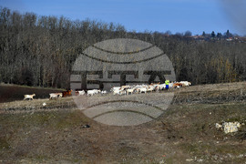 Село Китанчево - всекидневие - домашни животни - паша