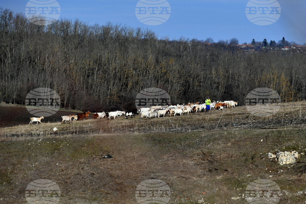 Село Китанчево - всекидневие - домашни животни - паша