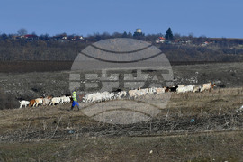 Село Китанчево - всекидневие - домашни животни - паша