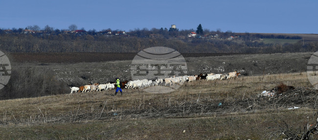 Село Китанчево - всекидневие - домашни животни - паша