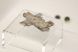 Изложба „Българска археология 2023“ - представяне