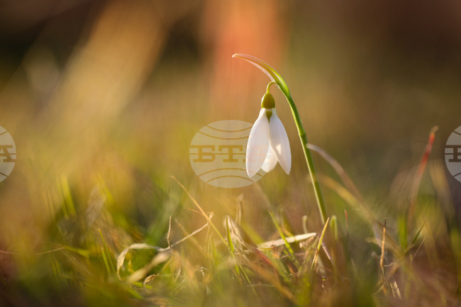 Бургас - залез - кокичета