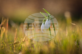 Бургас - залез - кокичета