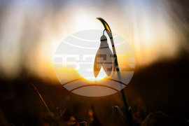 Бургас - залез - кокичета