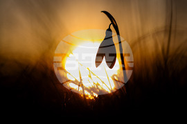 Бургас - залез - кокичета