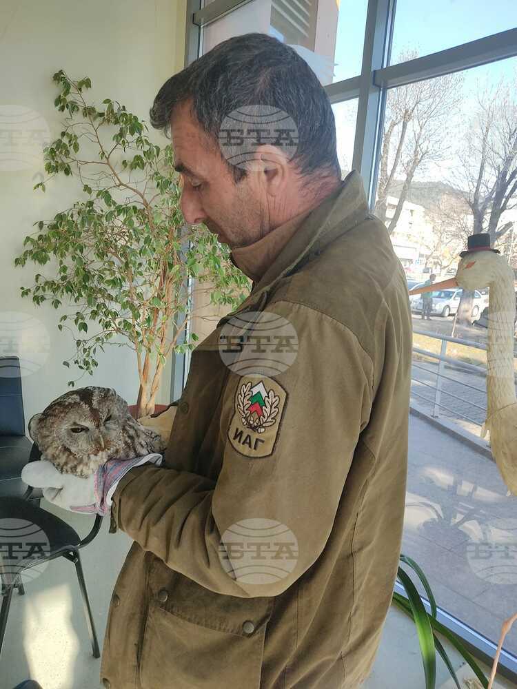 Експерти от парк "Сините камъни" освободиха горска улулица, попаднала в заводско хале