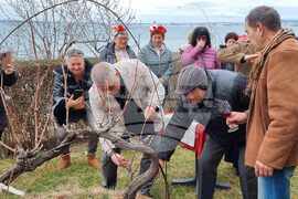 Свети Влас - Трифон Зарезан - честване