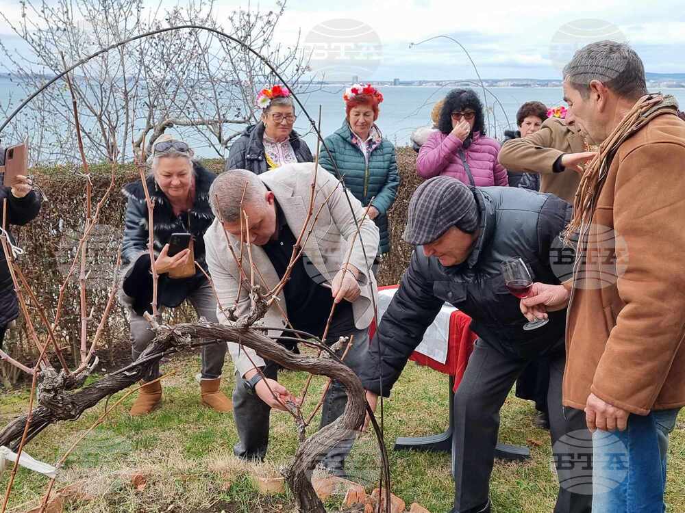 Свети Влас - Трифон Зарезан - честване