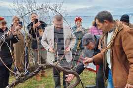 Свети Влас - Трифон Зарезан - честване