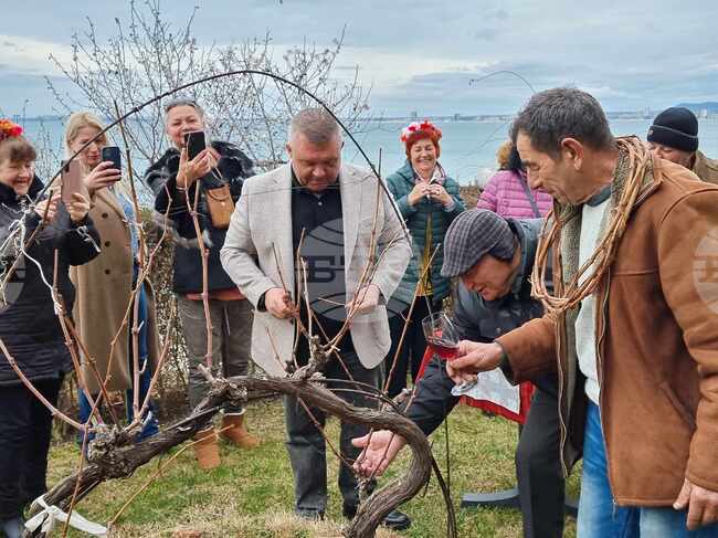 Свети Влас - Трифон Зарезан - честване