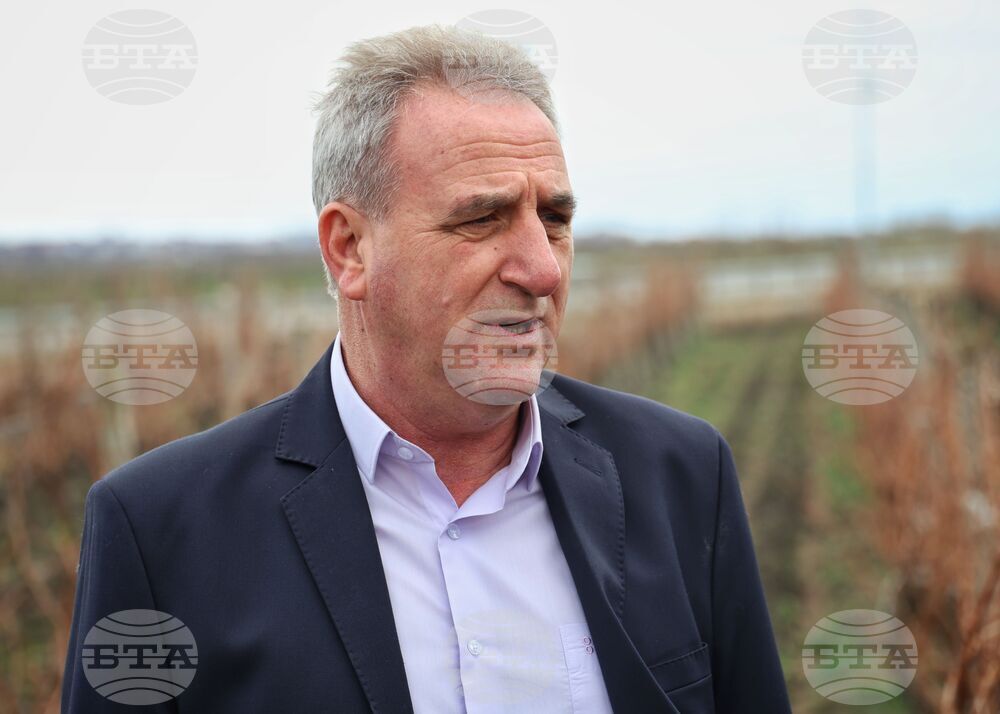 Поморие - Трифон Зарезан - празнично зарязване на лозята