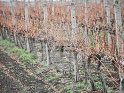 Поморие - Трифон Зарезан - празнично зарязване на лозята