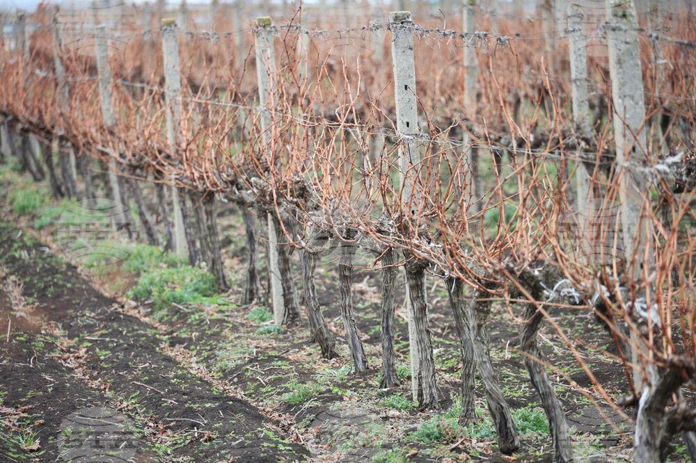 Поморие - Трифон Зарезан - празнично зарязване на лозята