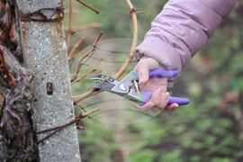 Поморие - Трифон Зарезан - празнично зарязване на лозята