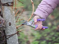 Поморие - Трифон Зарезан - празнично зарязване на лозята