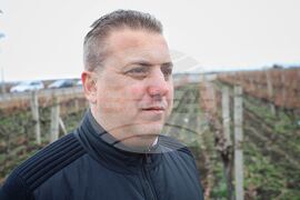 Поморие - Трифон Зарезан - празнично зарязване на лозята